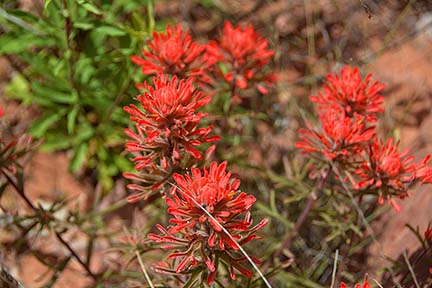 Indian Paintbrush, Sycamore Canyon, April 16, 2015